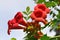 Red flowers of trumpet vine climber - Campsis radicans