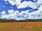 Red flowers under blue sky and white clouds