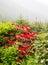 Red flowers Under Misty Mountains