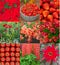 Red flowers, vegetables and berries collage