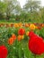 Red flowers in the Westfalen Park in Dortmund