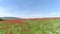 Red flowers in wheat filed on sunny spring day. Shot. Top view of the poppy field on a Sunny day. Blooming poppies on