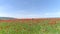 Red flowers in wheat filed on sunny spring day. Shot. Top view of the poppy field on a Sunny day. Blooming poppies on