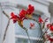 Red flowers and a white house - streets of London.