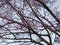 Red flowers of wild acacia on the sky background