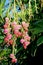 Red flowr of Strawberry tree, Arbutus Marina