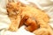 Red fluffy cat feeds 2 small newborn kittens on a white background. Lactating cat and her children, a few days from birth,