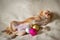 Red fluffy Chihuahua puppy lies on his back, next to the Christmas tree balls. Horizontal position