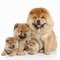 red fluffy chow-chow breed dog with puppies isolated on white,