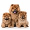 red fluffy chow-chow breed dog with puppies isolated on white,