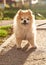 Red fluffy cute orange looks like little bear