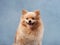 red fluffy dog on a blue background. Pomeranian portrait