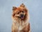 red fluffy dog on a blue background. Pomeranian portrait