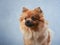 red fluffy dog on a blue background. Pomeranian portrait