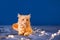 A red, fluffy domestic cat lies on a bed against a blue background