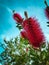 Red fluffy flower plant bush Crimson Bottlebrush Callistemon Myrtaceae on blue sky background