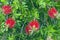 Red fluffy flowers of the Metrosideros excelsa. Puhutakawa tree