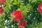 Red fluffy flowers of the Metrosideros excelsa. Puhutakawa tree