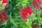 Red fluffy flowers of the Metrosideros excelsa. Puhutakawa tree