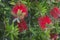 Red fluffy flowers of the Metrosideros excelsa. Puhutakawa tree