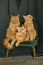 Red fluffy Maine Coon cat sits on a green velvet chair