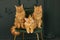 Red fluffy Maine Coon cat sits on a green velvet chair