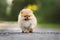 red fluffy pomeranian spitz puppy walking outdoors in summer