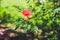 Red Fluffy Powderpuff Flower Blooming in The Garden