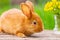 Red fluffy rabbit looks on the background of green nature