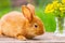 Red fluffy rabbit looks on the background of green nature