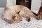 Red fluffy Siamese cat sleeps on  background of  wall