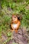 Red, fluffy squirrel dinner, eating nuts.