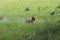 A red fluffy squirrel on a green grass.