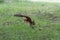 A red fluffy squirrel run away in park