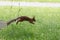 A red fluffy squirrel run away in park