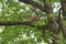 A red fluffy squirrel on a tree trunk.