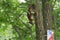 A red fluffy squirrel on a tree trunk.