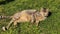 A red fluffy street stray cat lies resting on the green grass in the park