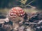 Red fly agaric in the autumn forest among pine needles and grass moss . The red and white poisonous toadstool