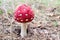 Red fly agaric close-up growing in the forest natural environment