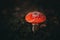 Red fly agaric on a dark background in the forest. Poisonous mushroom. Macro. Mushroom with a red hat with white dots