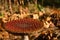 Red Fly Agaric Flat Mushroom with White Spots.