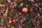 Red fly agaric in the forest with a raised hat. Beautiful poisonous mushroom