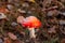 Red fly agaric in the forest with a raised hat. Beautiful poisonous mushroom