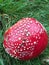 Red Fly agaric fungi