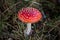 Red Fly Agaric. Iconic  toadstool. Amanita Muscaria.