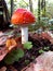 Red fly agaric is the most dangerous mushroom of the autumn forest.
