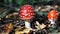 Red fly agaric mushroom in autumn forest. Fly agaric growing in moss. Poison fly agaric mushrooms in nature. Fall season