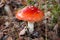 Red fly agaric mushroom or toadstool growing in the forest. Amanita muscaria, toxic mushroom. Poisonous mushroom famous for its