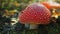 A red fly agaric mushroom with white spots on the cap